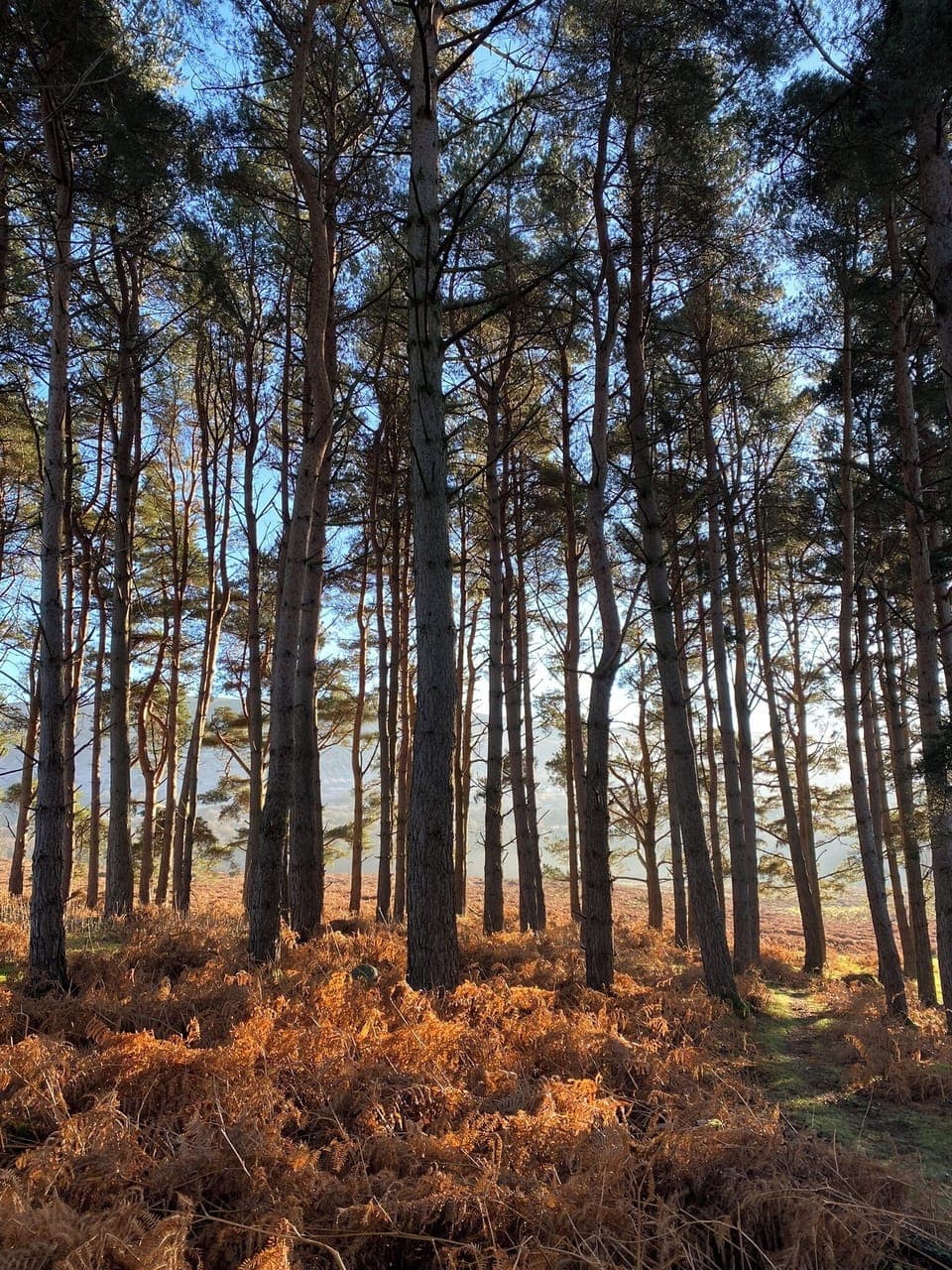 Surrounding Woodlands