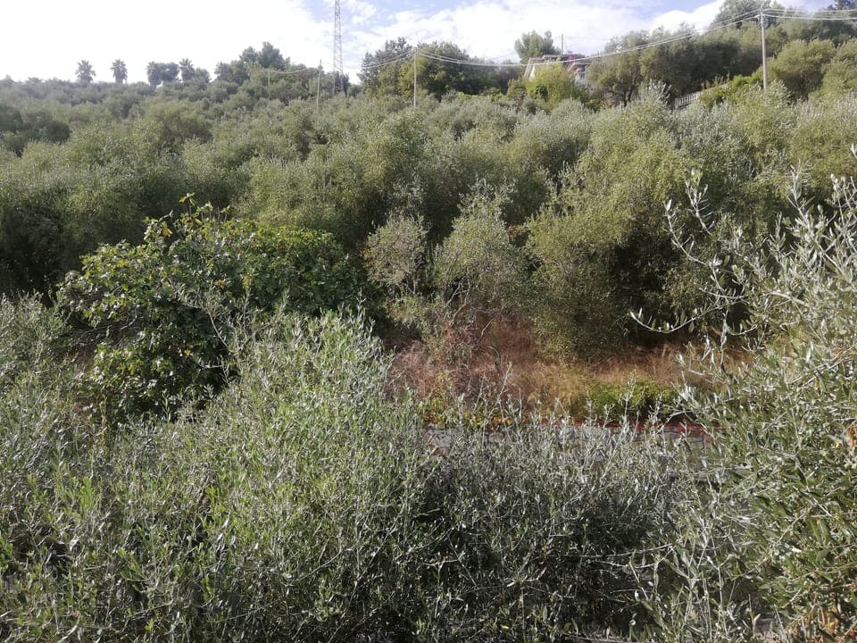 GLI ULIVI INTORNO ALL PROPRIETA'