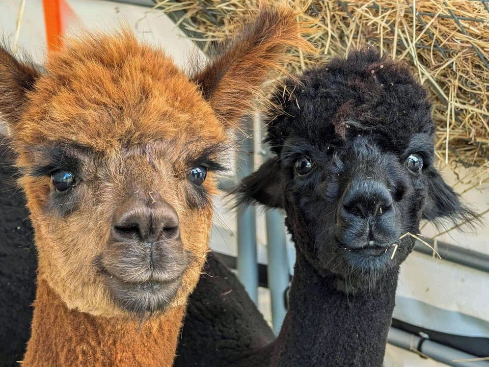 Surrounding area | The Weighbridge, Clifton, near Newark