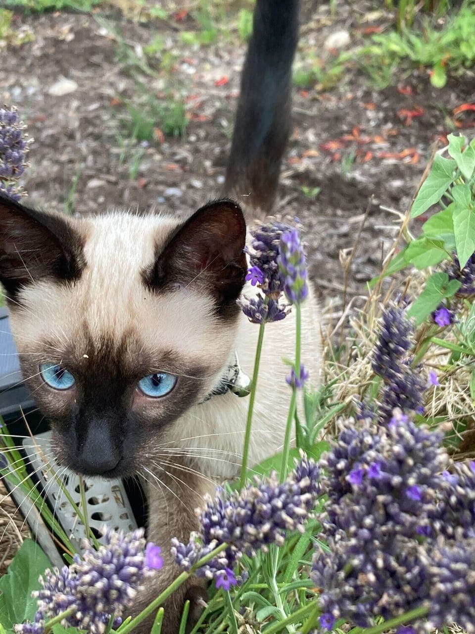 Ripley is our little indoor/outdoor cat. 