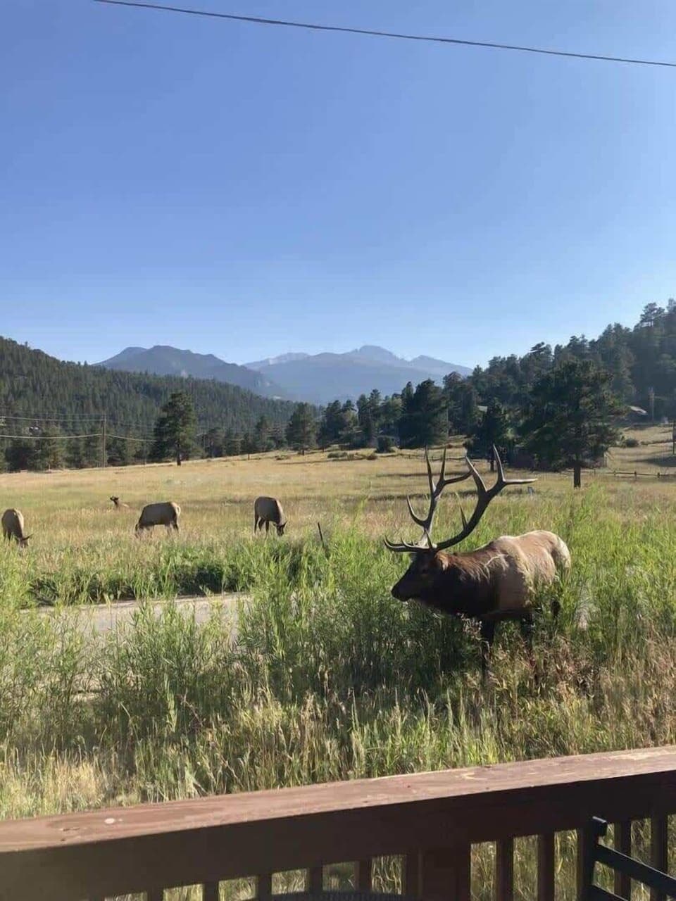 Views for days! Elk frequent the meadow right out your front door.