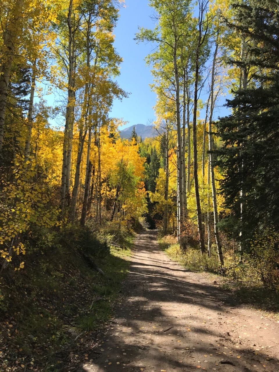 Road to Tim`s Waterfall. Treat yourself to a nap under the aspen trees.
