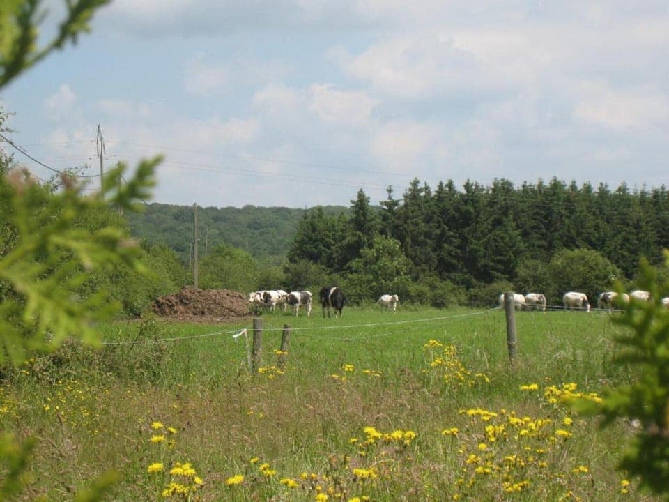 Region [summer] (>5 km)