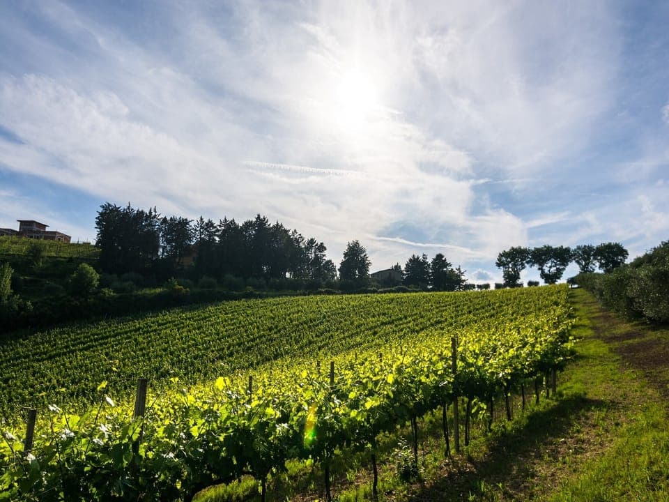 Immediate Surroundings [summer] (<1 km)