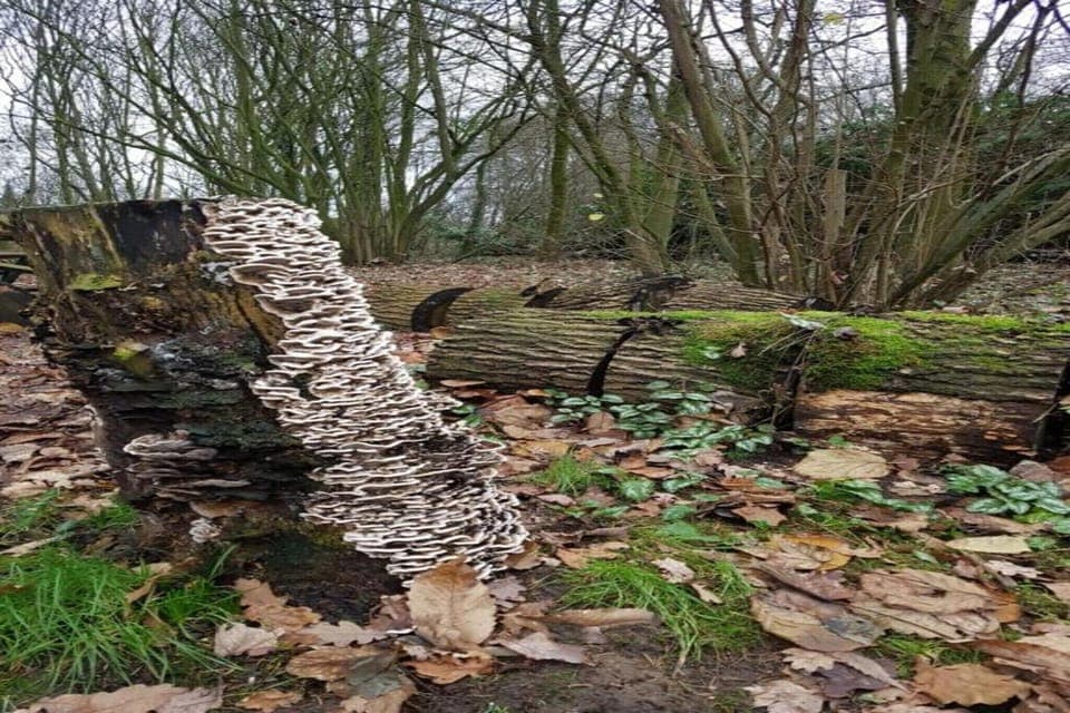 Region [summer] (>5 km)