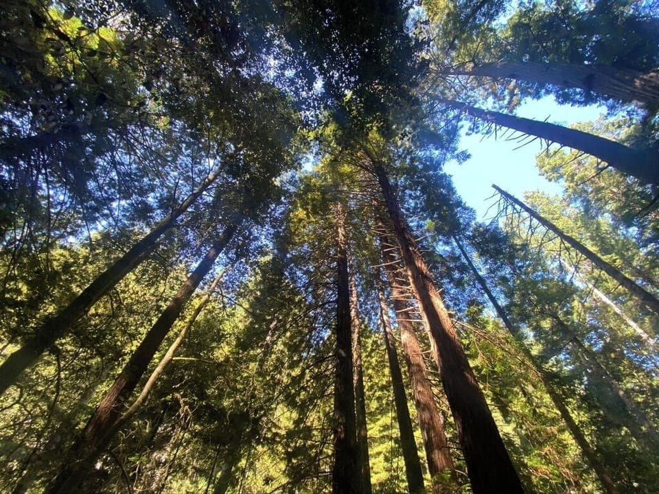 the hills are filled with redwoods
Explor up the Gualala river or Van Dam Park.