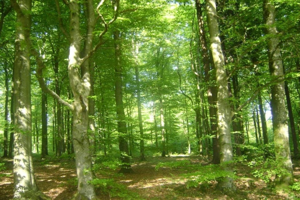 Region [summer] (>5 km)