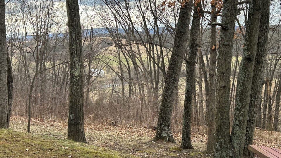 view from backyard.