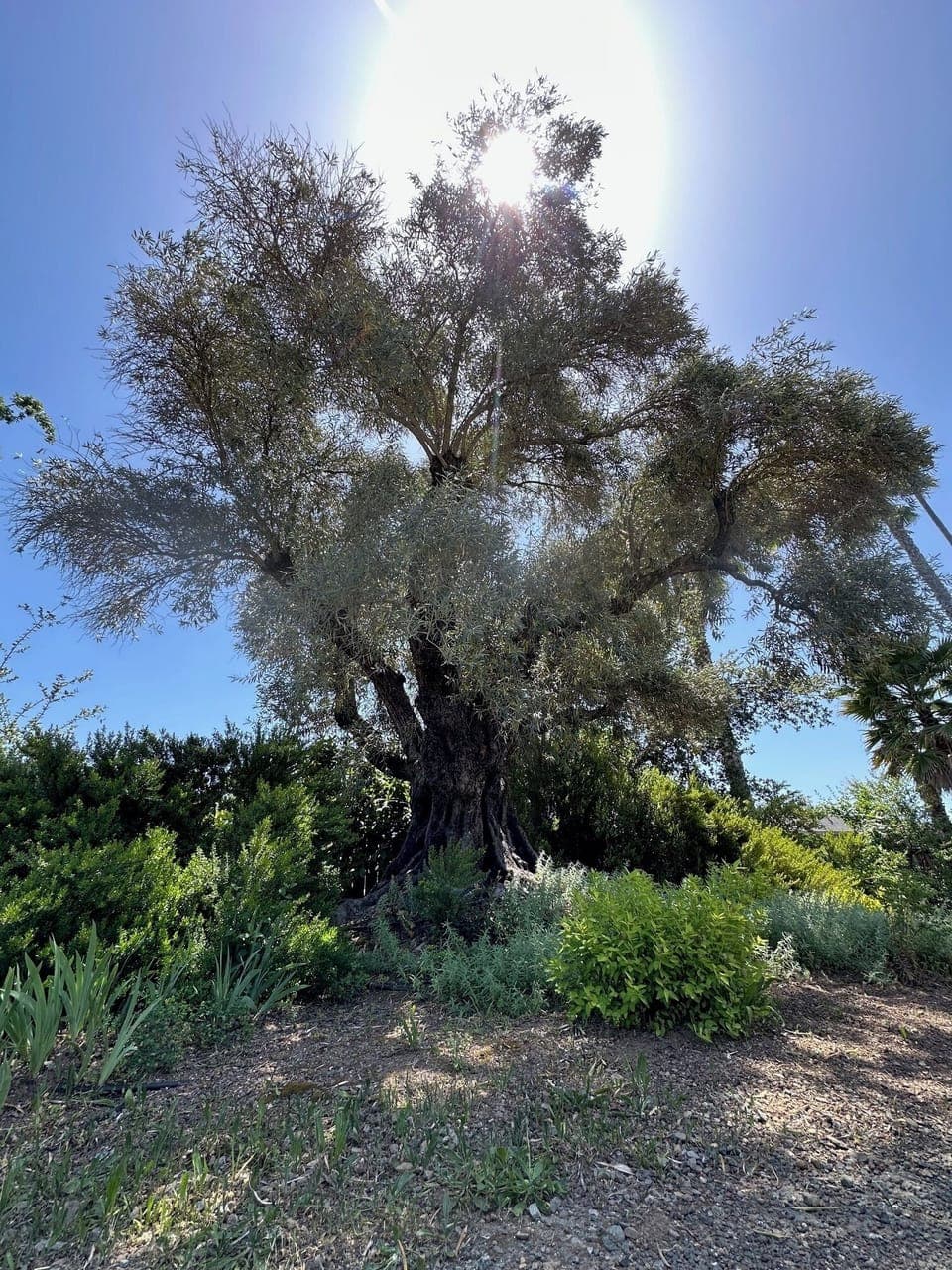 Landscape includes a majestic, ancient olive tree.
