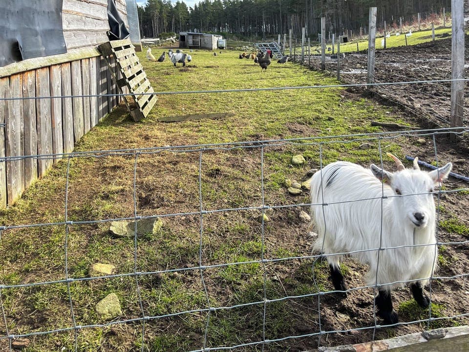 Outdoor | Honeysuckle Bale Cabin - Straw Bale Cabins, Dallas
