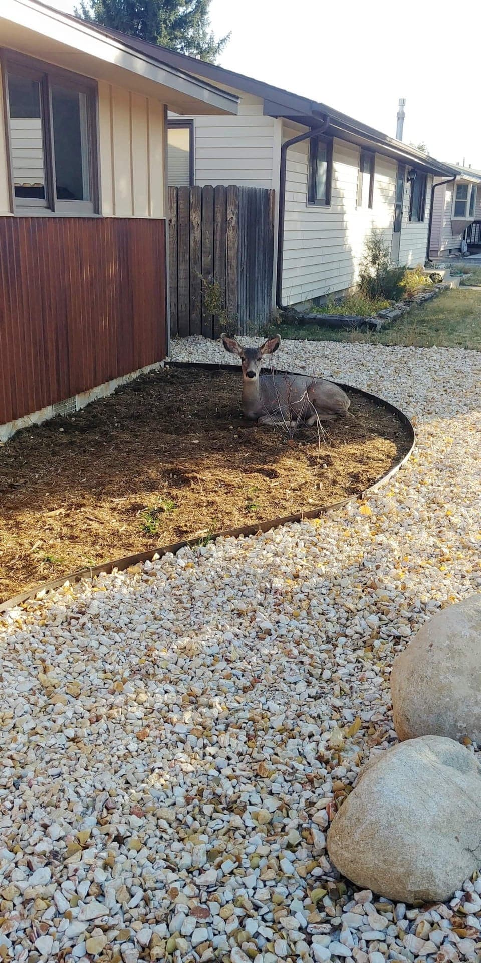 Deer Visitor