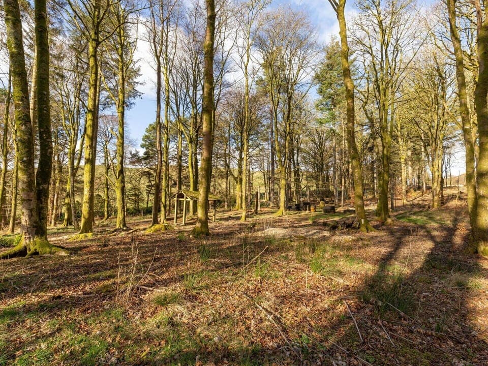 Leaf, Branch, Tree, Natural Environment, Wood, Vegetation, Natural Landscape, Forest, Grove, Ecoregion