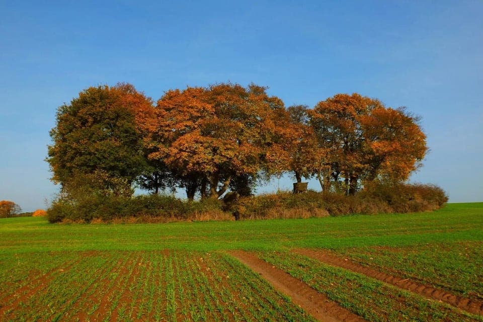 Region [summer] (>5 km)