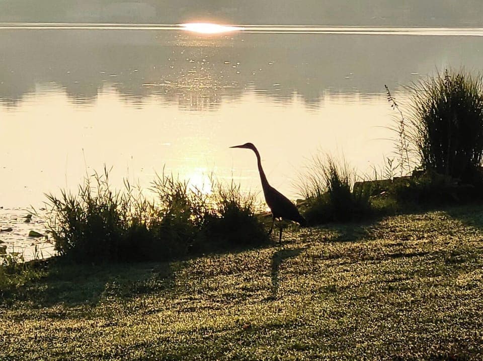 Lots of wildlife at the lake