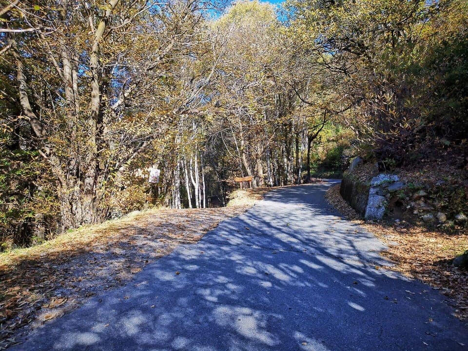 Leaf, Branch, Tree, Nature, Road Surface, Wood, Road, Asphalt, Trail, Trunk