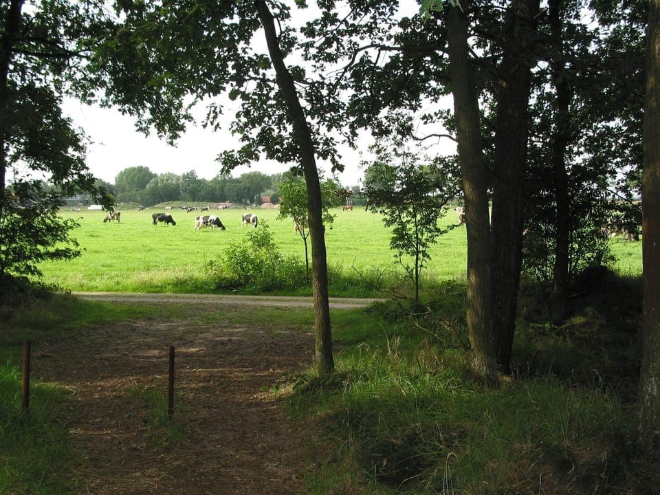 Immediate Surroundings [summer] (<1 km)