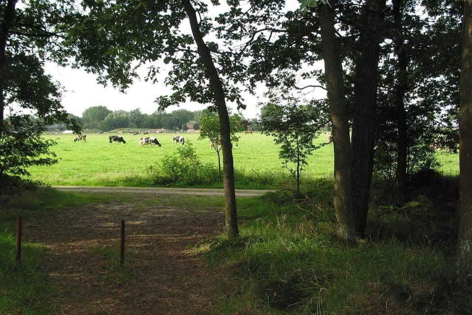 Immediate Surroundings [summer] (<1 km)