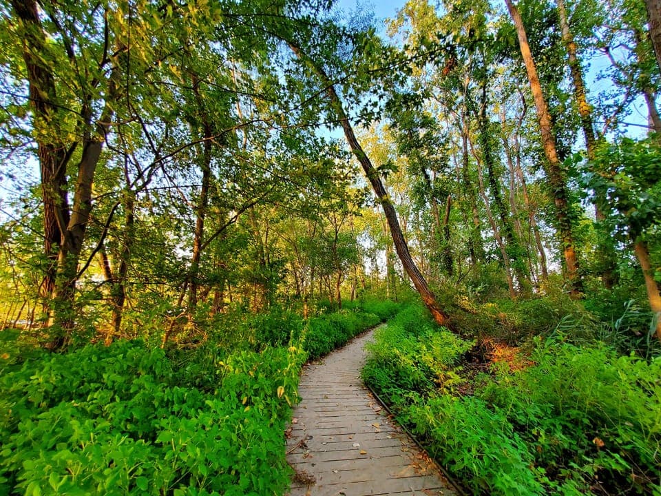 Sheldon Marsh boardwalk