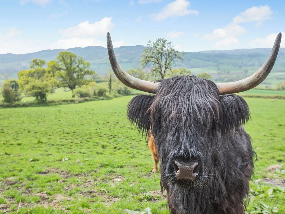 Surrounding area | Osmore Orchard, Membury