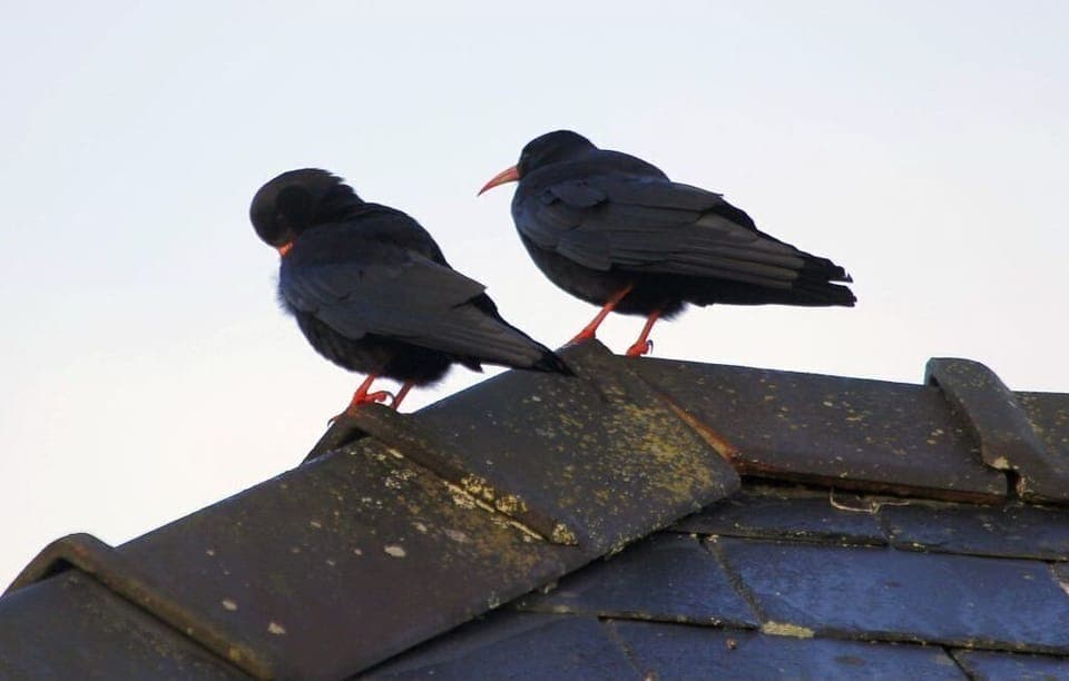 Choughs on the roof