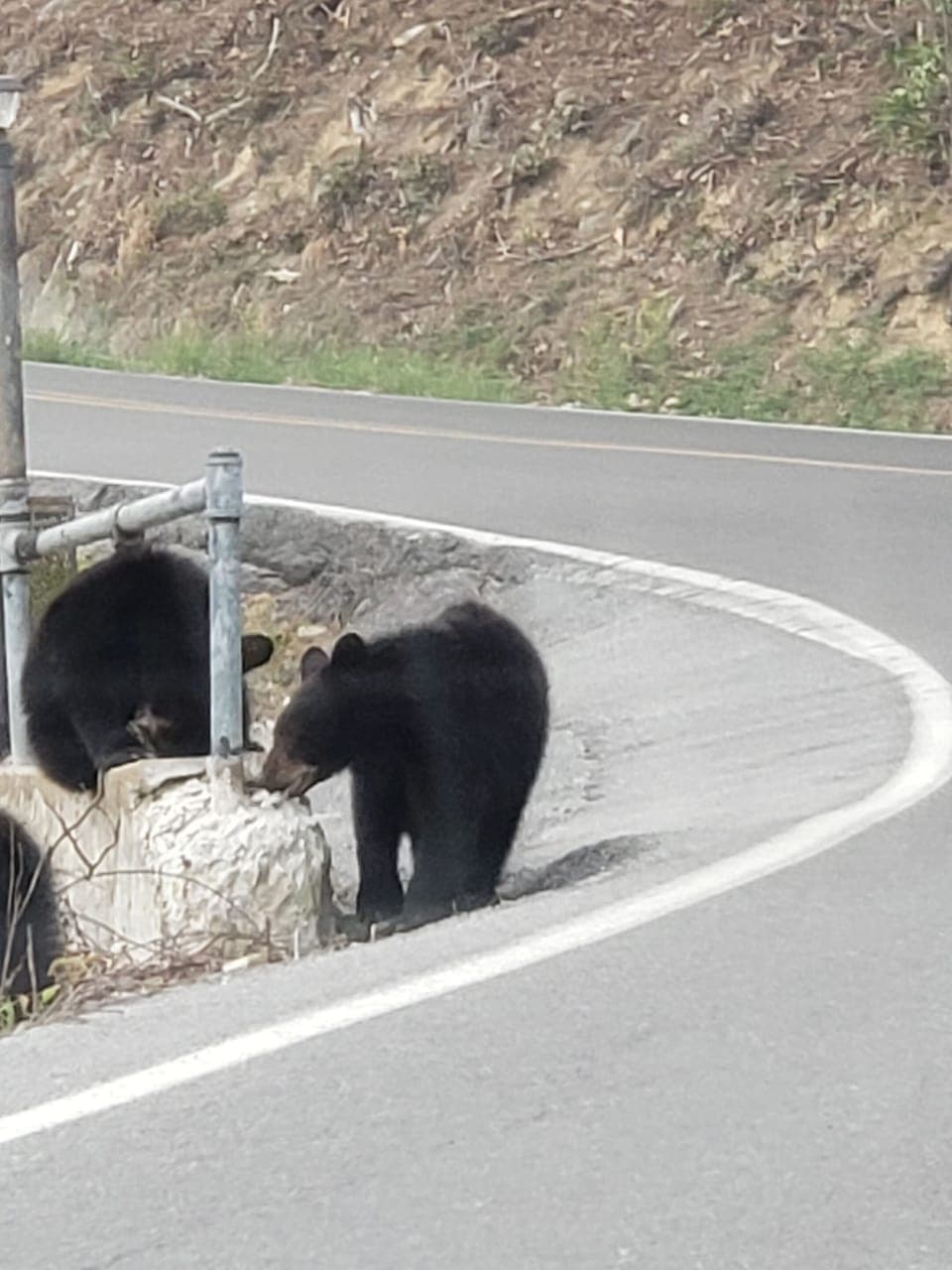 Pretty Common  Sight!