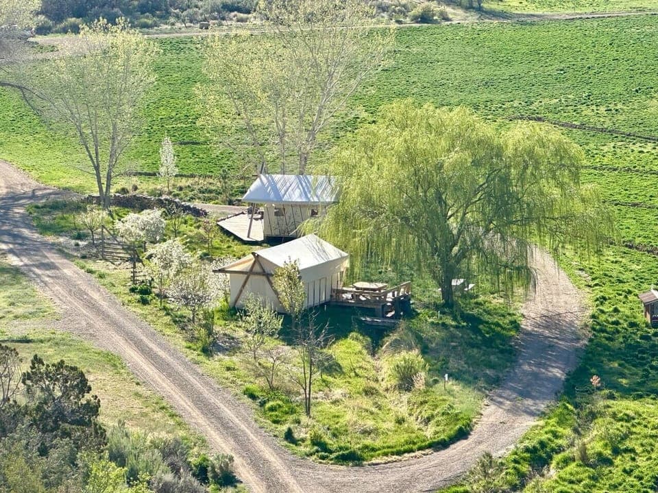 the tents in the orchard