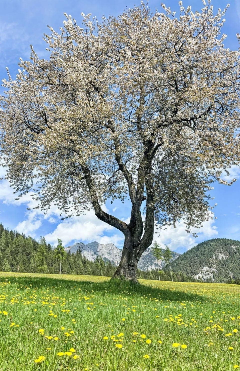 Branch, Tree, Nature, Vegetation, Grassland, Plain, Twig, Spring, Trunk, Meadow