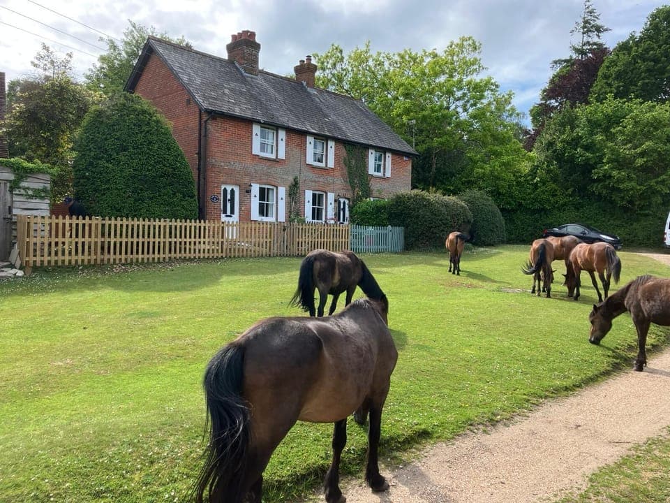 Cottage and New Forest Ponies 