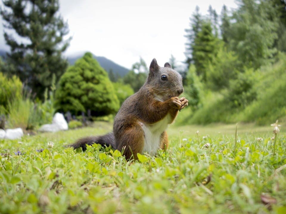 Wildlife, Groundcover