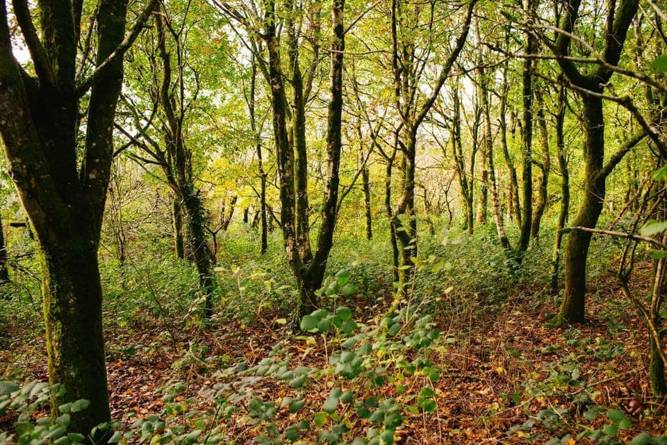 Mature woodland available for guests use