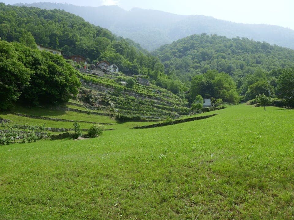 Green, Natural Environment, Mountainous Landforms, Vegetation, Hill, Grassland, Highland, Hill Station, Landscape, Shrub