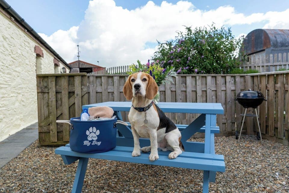 "Buddy" sat on the bench - note this was before fence heights were raised to 6ft
