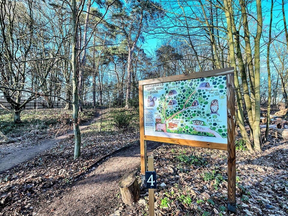 Leaf, Branch, Trunk, Forest, Woody Plant, Soil, Twig, Trail, Woodland, Grove