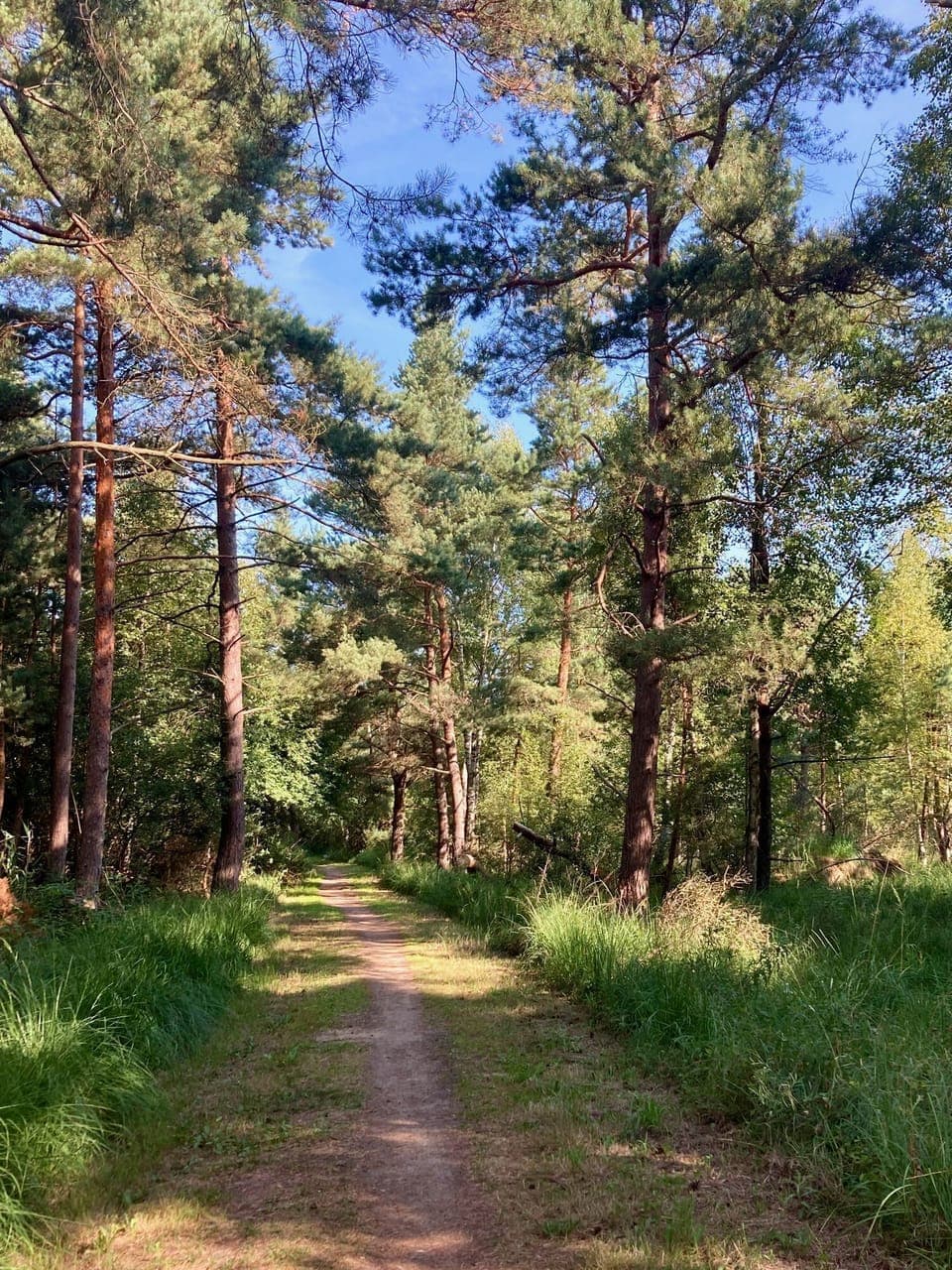 Impression Wald Gelbensande