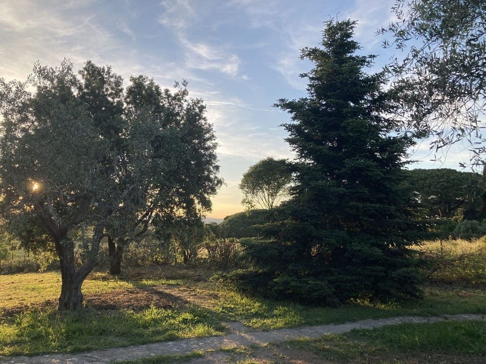 Leaf, Tree, Branch, Nature, Natural Environment, Vegetation, Shrub, Landscape, Plain, Trunk