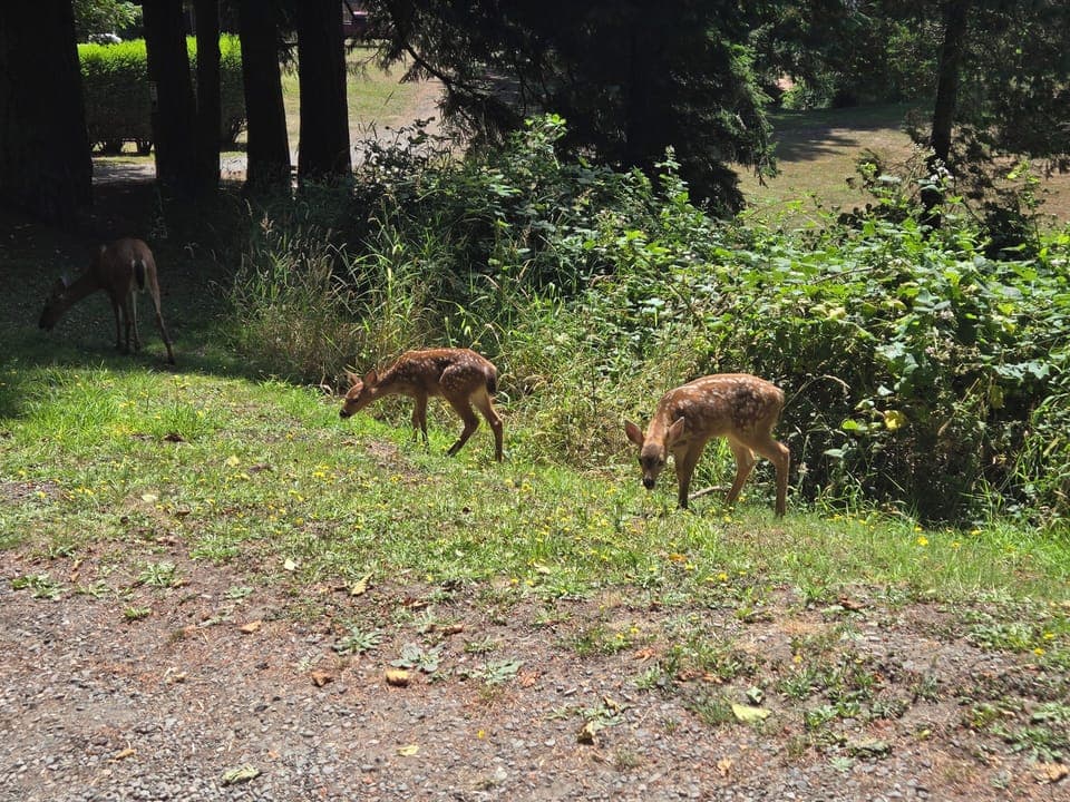 Deer family that visits daily