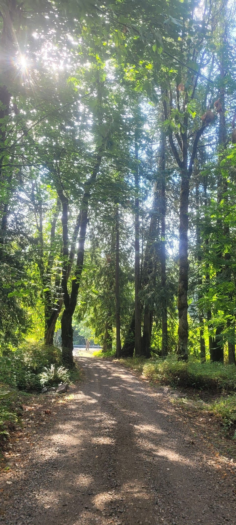 Tree covered driveway