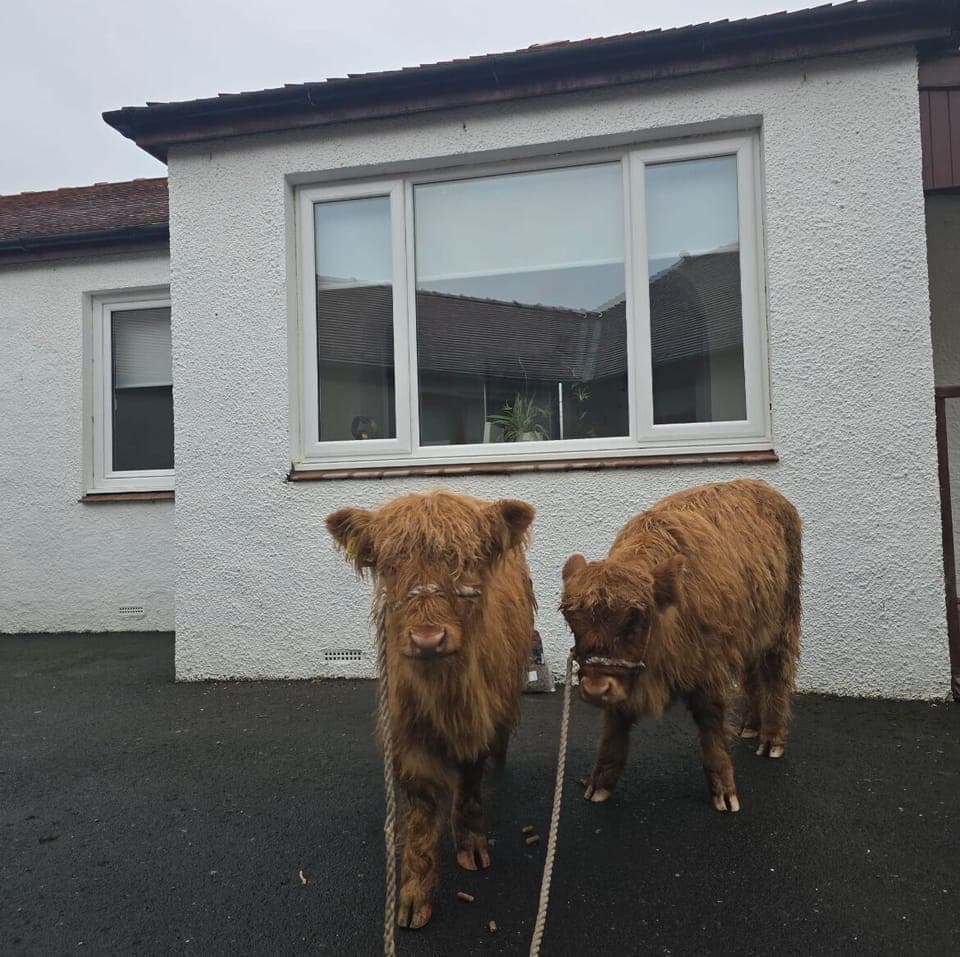 Baby highland cows  taking exercise