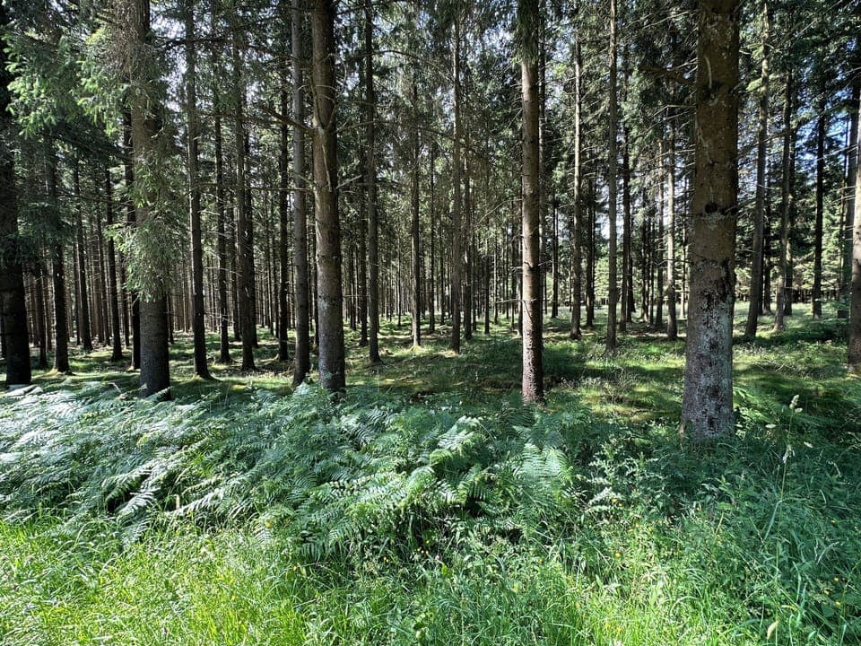 Immediate Surroundings [summer] (<1 km)