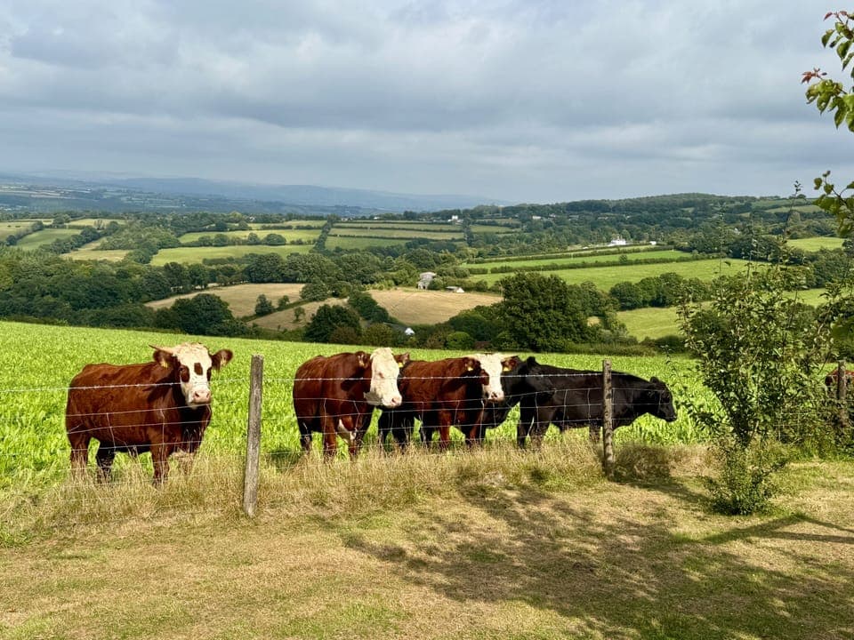 Nosey and friendly neighbours usually reside in the field opposite in Spring, Summer and Aututmn