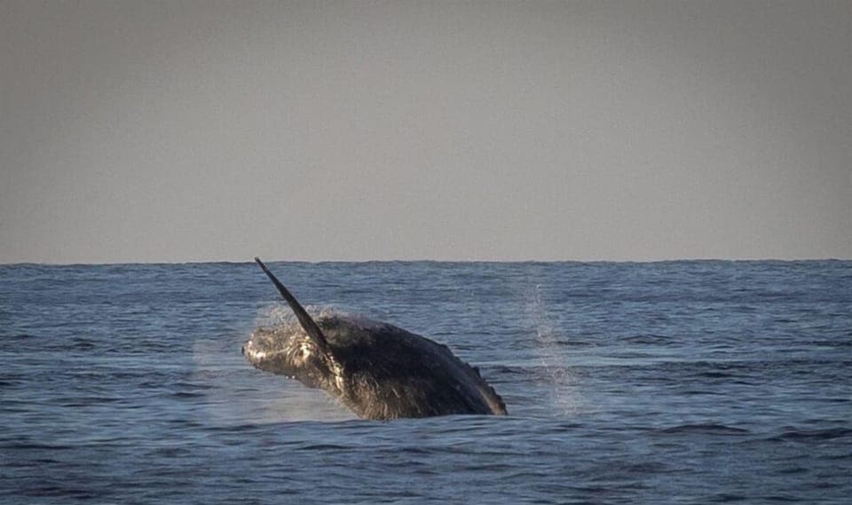 Winter is whale watching season in Hawaii