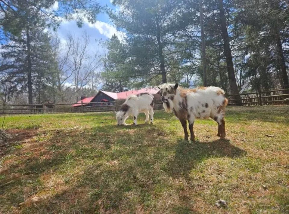 Sweet Stays Farm Boys