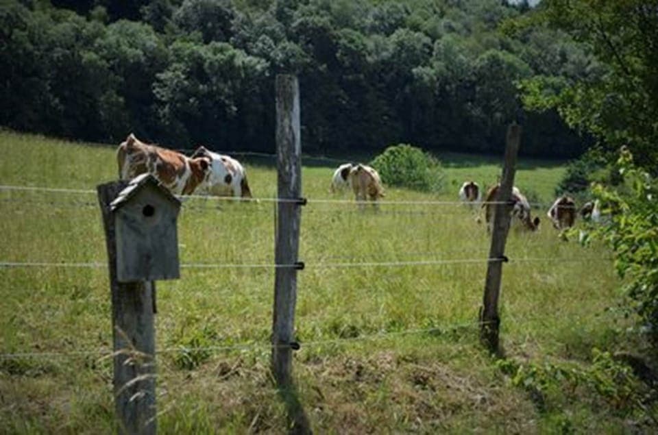 Même les vaches laitières à Comté seront dans les prairies avoisinantes durant la belle saison