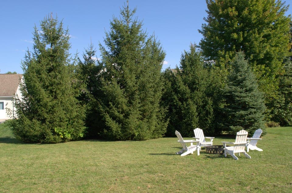Back yard