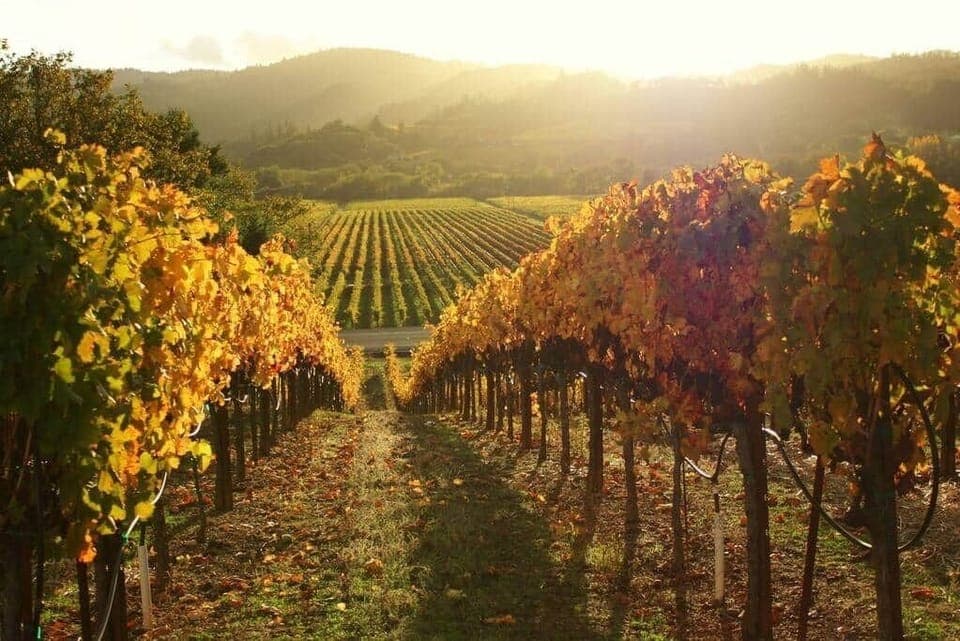 Multiple wineries 30-35 mins away from the cabin