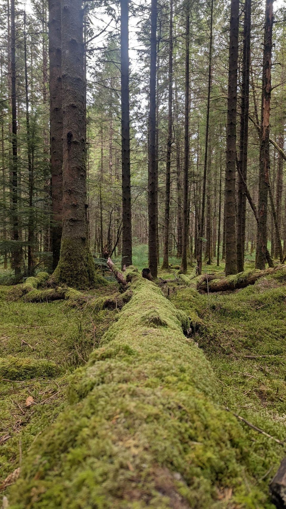 Dalavich Ancient Woodland