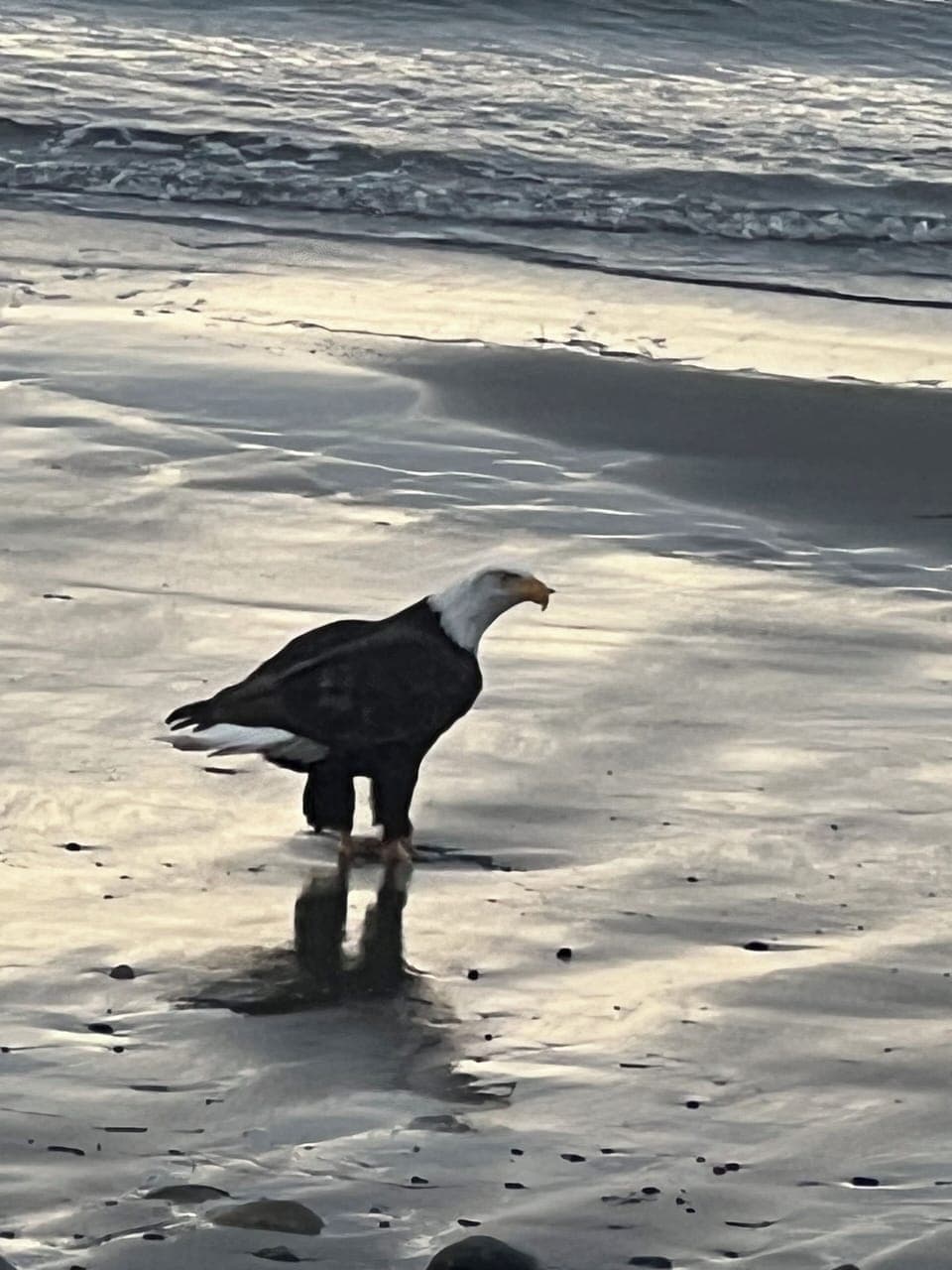 a visitor stopped by