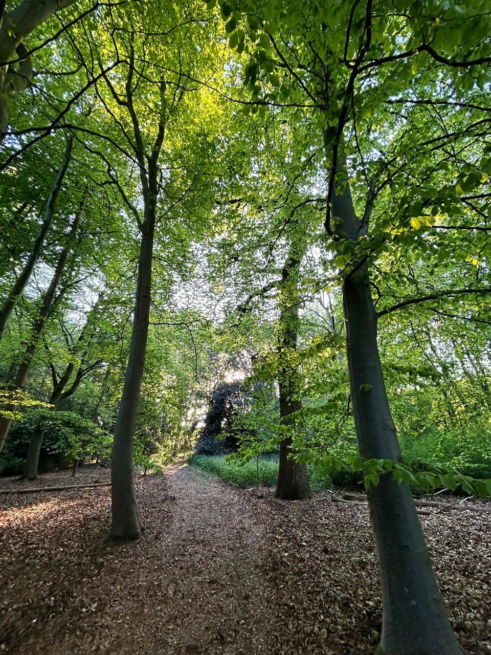 woodland walk