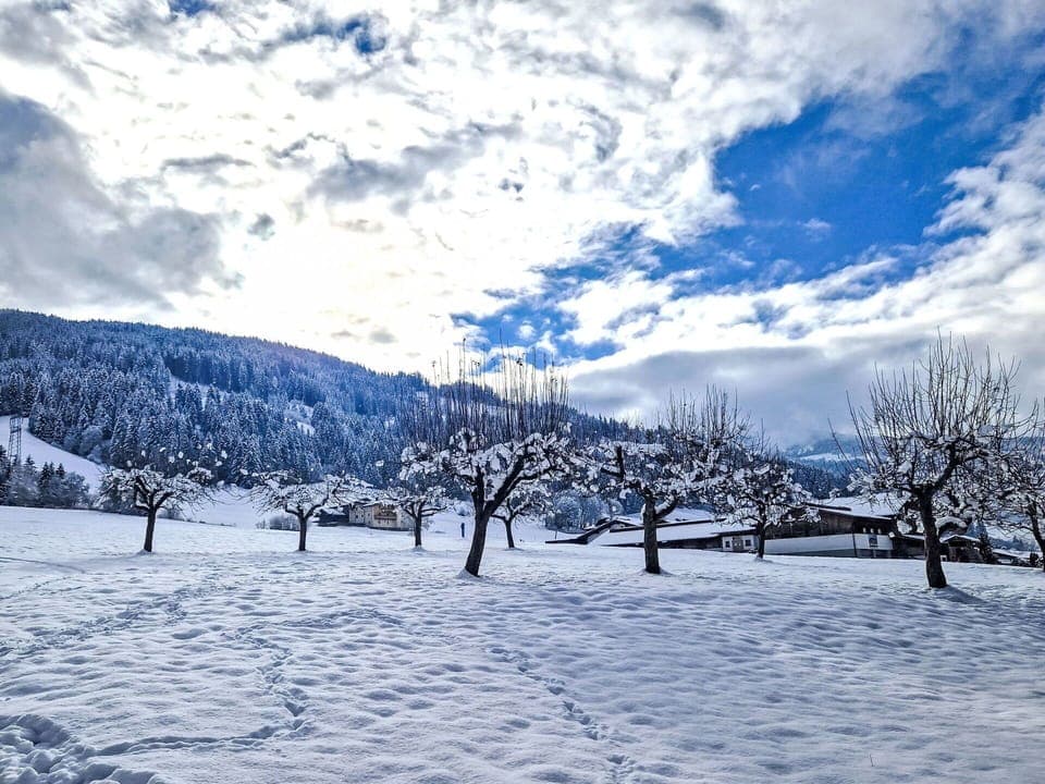 Snow, Blue, Winter, Branch, Landscape, Freezing, Slope, Geological Phenomenon, Twig, Hill Station
