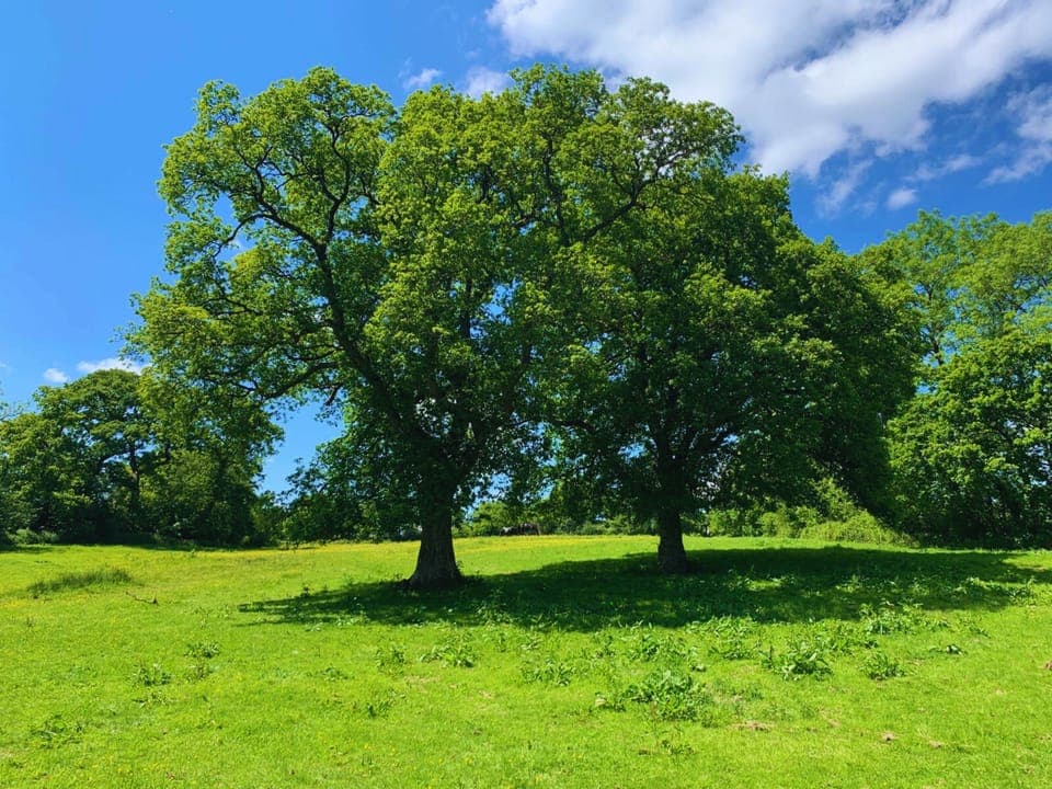 Nearby Nature: Roadford Lake, Dartmoor, Bodmin Moor and local beaches